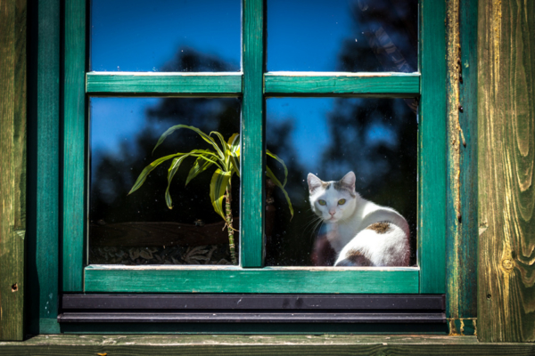 kot w oknie, Maciej Nowakowski