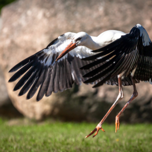 polish storks, stork in Poland, podlaskie bociany w akcji, Maciej Nowakowski