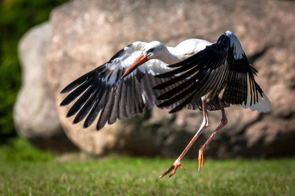 polish storks, stork in Poland, podlaskie bociany w akcji, Maciej Nowakowski